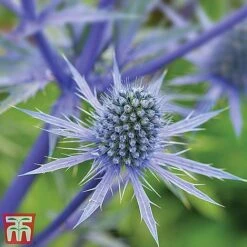 Perennial Saver Collection -Garden Plants eryngium planum1