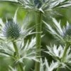ERYNGIUM X Oliverianum -Garden Plants eryngium x oliverianum 6220253 2