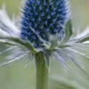 ERYNGIUM X Zabelii 'Jos Eijking'