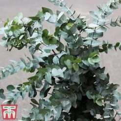 Eucalyptus Gunnii (Standard) 15 Eucalyptus Gunnii (Standard) -Garden Plants euc gu