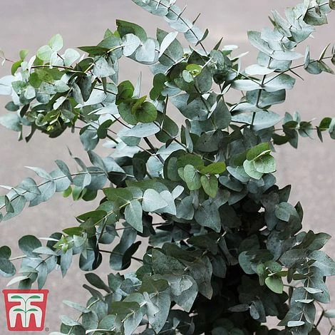 Eucalyptus Gunnii (Standard) 9 Eucalyptus Gunnii (Standard) - Image 7