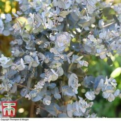 Eucalyptus Gunnii (Standard) 14 Eucalyptus Gunnii (Standard) -Garden Plants euca gunn