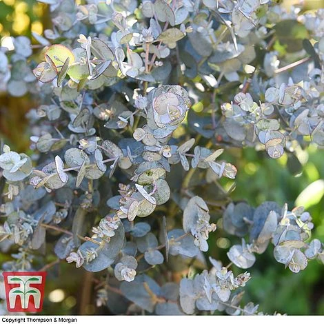 Eucalyptus Gunnii (Standard) 8 Eucalyptus Gunnii (Standard) - Image 6