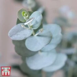Eucalyptus Gunnii 'Azura' -Garden Plants euca31