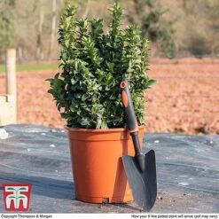 Euonymus Japonicus 'Green Rocket' -Garden Plants euon gree5