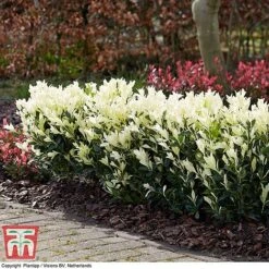 Euonymus Japonicus 'Himalaya' -Garden Plants euon hima4