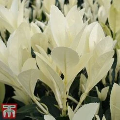 Euonymus Japonicus 'Himalaya' -Garden Plants euon hima6