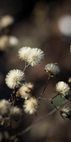 EURYBIA Divaricata -Garden Plants eurybia divaricata 010220