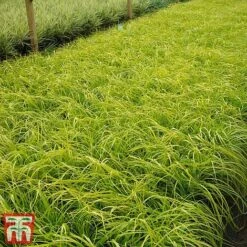 Carex Oshimensis 'Everillo' -Garden Plants ever1