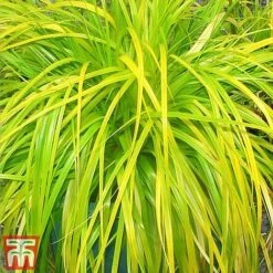 Carex Oshimensis 'Everillo' -Garden Plants ever11