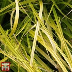 Carex Oshimensis 'Everillo' -Garden Plants ever2