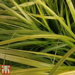 Carex Oshimensis 'Everillo' -Garden Plants ever3