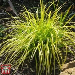 Carex Oshimensis 'Everillo' -Garden Plants ever5