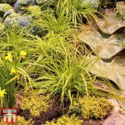 Carex Oshimensis 'Everillo' -Garden Plants ever7