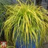 Carex Oshimensis 'Everillo' -Garden Plants ever8