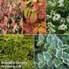 Evergreen Patio Shrub Collection -Garden Plants evergreen coll