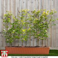 Copper Beech (Hedging) -Garden Plants fagus ready