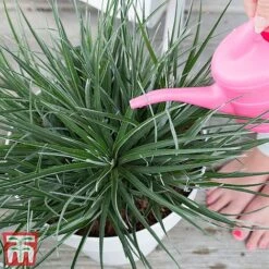 Fascicularia Bicolor -Garden Plants fasc2