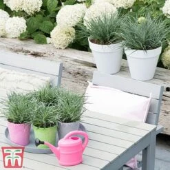 Fascicularia Bicolor -Garden Plants fasc3