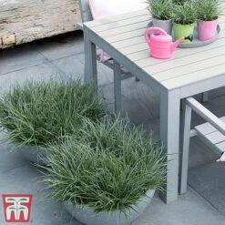 Fascicularia Bicolor -Garden Plants fasc4