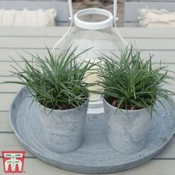 Fascicularia Bicolor -Garden Plants fasc5