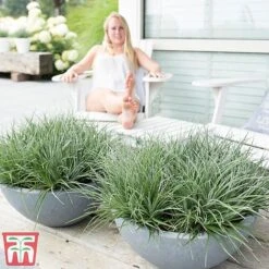 Fascicularia Bicolor -Garden Plants fasc7