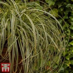 Carex 'Feather Falls' -Garden Plants feathers