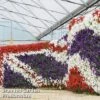 Petunia 'Easy Wave Union Jack Mix'