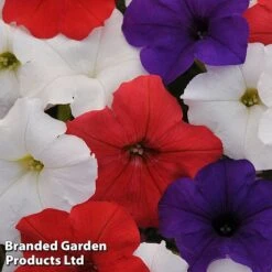 Petunia 'Easy Wave Union Jack Mix' -Garden Plants flag2