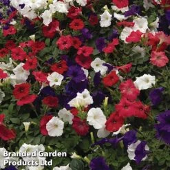 Petunia 'Easy Wave Union Jack Mix' -Garden Plants flag3