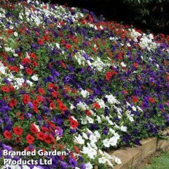 Petunia 'Easy Wave Union Jack Mix' -Garden Plants flag5