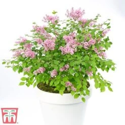 Lilac Dwarf 'Flowerfesta® Pink' 9 Lilac Dwarf 'Flowerfesta® Pink' -Garden Plants flow1