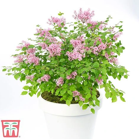 Lilac Dwarf 'Flowerfesta® Pink' 5 Lilac Dwarf 'Flowerfesta® Pink' - Image 3