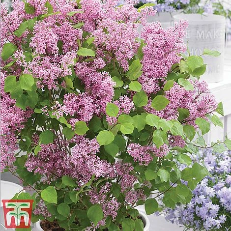 Lilac Dwarf 'Flowerfesta® Pink' 6 Lilac Dwarf 'Flowerfesta® Pink' - Image 4