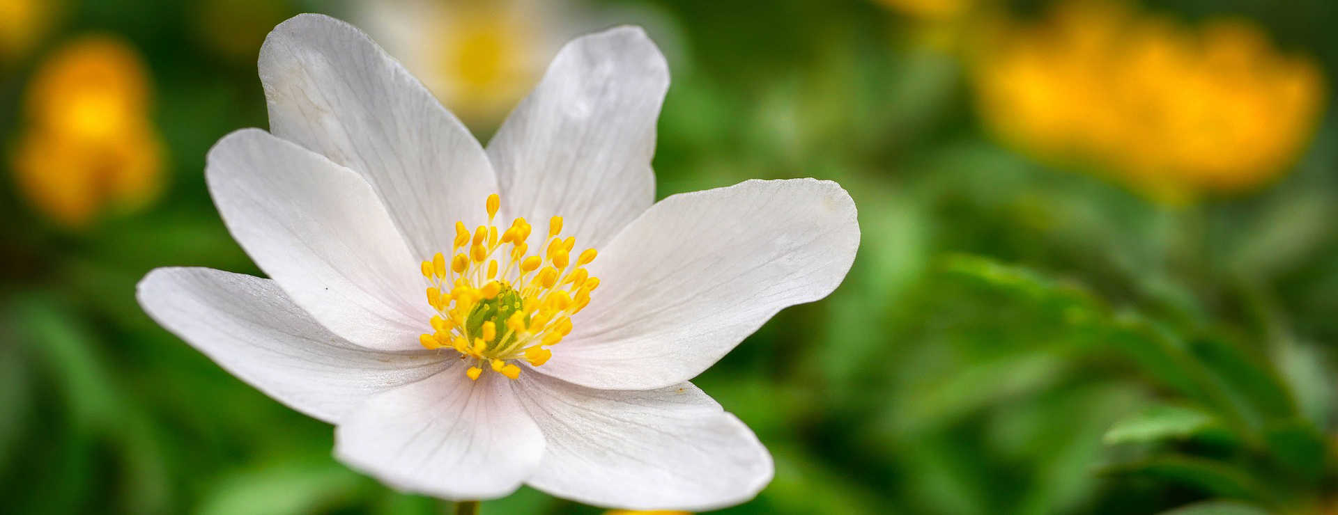 Garden Plants -Garden Plants flower 6173483 1920