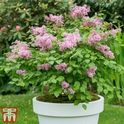 Lilac Dwarf 'Flowerfesta® Pink' 11 Lilac Dwarf 'Flowerfesta® Pink' -Garden Plants flows