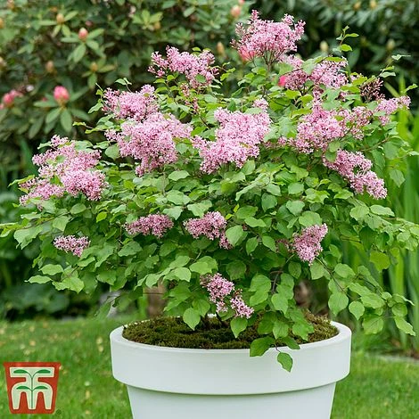 Lilac Dwarf 'Flowerfesta® Pink' 7 Lilac Dwarf 'Flowerfesta® Pink' - Image 5