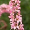 FRANCOA Sonchifolia 'Petite Bouquet' -Garden Plants francoa petite bouquet check 7150104 3