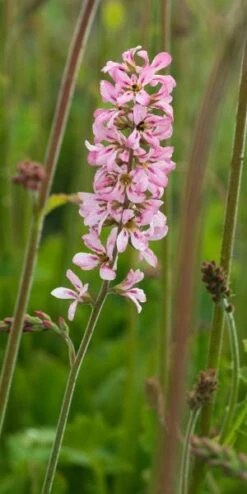 FRANCOA Sonchifolia 'Petite Bouquet' -Garden Plants francoa pink bouquet 7110168