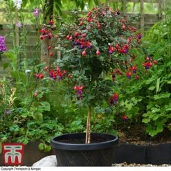 Fuchsia 'Angela' (Hardy) (Standard) -Garden Plants fuch ang a