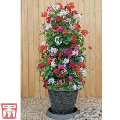 Geranium 'GeRainbow™ Mixed' -Garden Plants gerainbow