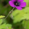 GERANIUM 'Ann Folkard' -Garden Plants geranium ann folkard web
