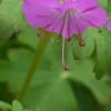GERANIUM Dalmaticum -Garden Plants geranium dalmaticum 5010187