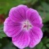 GERANIUM 'Elke' -Garden Plants geranium elke 290258