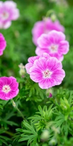 GERANIUM 'Elke' -Garden Plants geranium elke 6031112 2