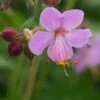 GERANIUM Macrorrhizum 'Ingwersen's Variety' -Garden Plants geranium macrorrhizum ingwersen s variety 4272264