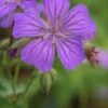 GERANIUM Maculatum -Garden Plants geranium maculatum 4252137 3