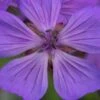 GERANIUM Malviflorum -Garden Plants geranium malviflorum 4252142