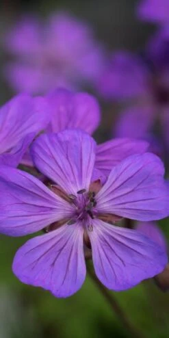 GERANIUM Malviflorum -Garden Plants geranium malviflorum 4252144 2