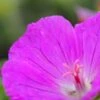 GERANIUM Sanguineum 'Max Frei' -Garden Plants geranium max frei